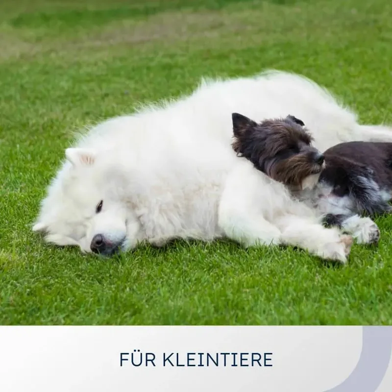 Category card “For small animals”: two dogs lying in the grass