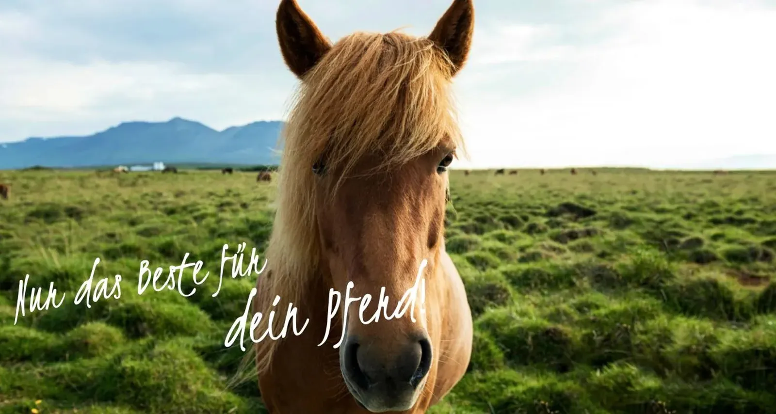 Icelandic horse in a pasture, above it the handwritten slogan “Only the best for your horse”