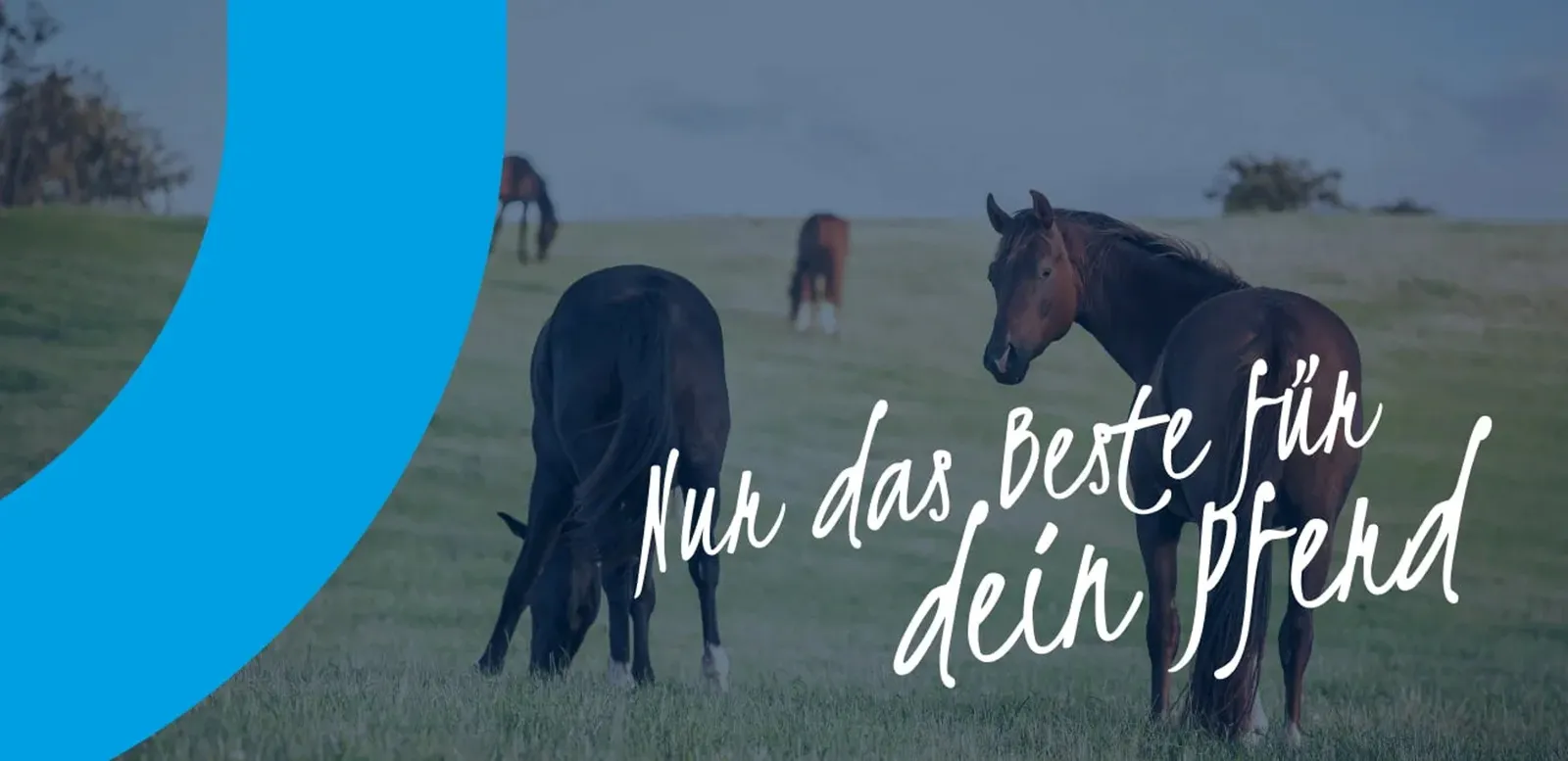 Banner area with horses grazing in the pasture and the slogan “Only the best for your horse”