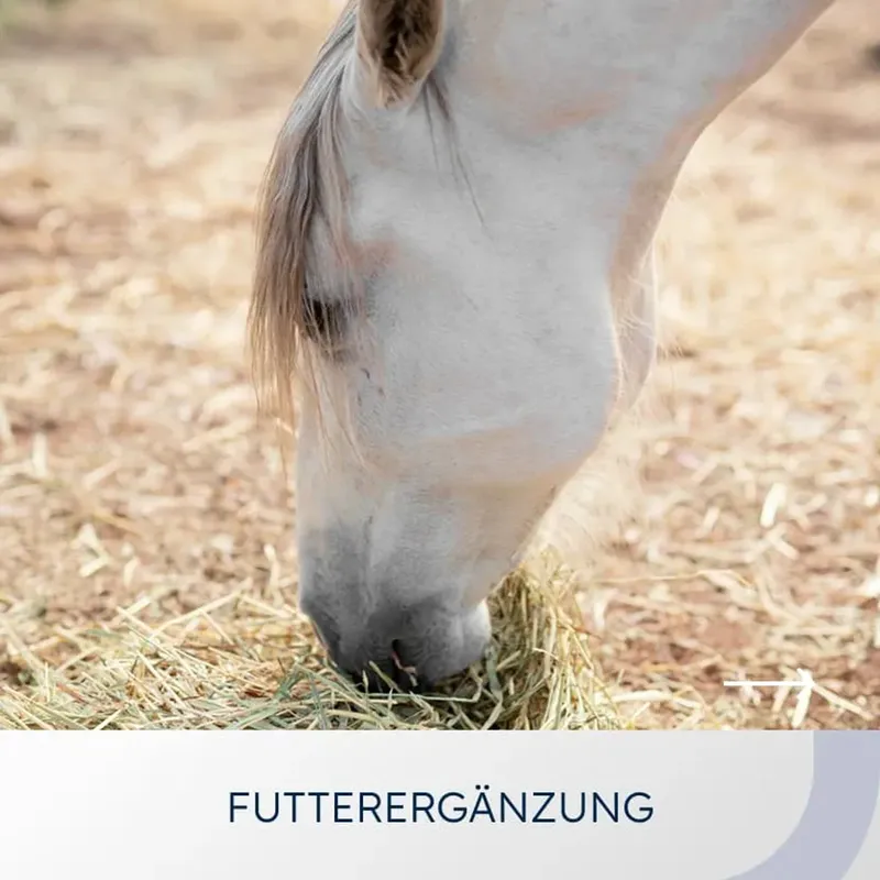Category card “Feed supplements”: a gray horse eating hay in the paddock