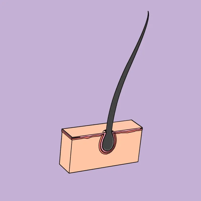 A hair in a cross-section of the skin, as line art on lilac