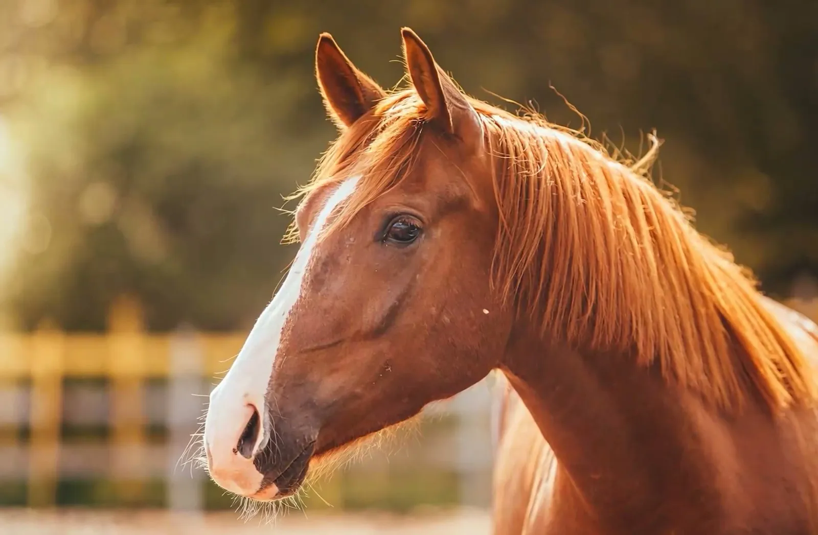 Close-up of a chestnut horse at the fence, its mane backlit